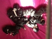 Few hours old