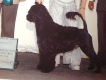 Sire Anchor (imported semen)
