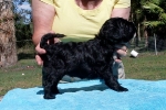 mealakotapuppy2