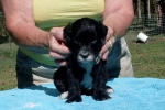 mealakotapuppy3 mealakotapuppy3