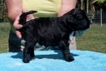 mealakotapuppy4