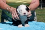 mealakotapuppy5