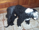 mealakotapuppy7