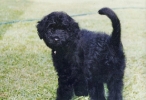 Neptune as a puppy