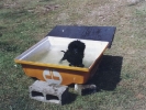 Neptune as a puppy