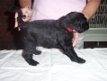 PearlAndSailorsMalePuppy01