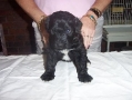 PearlAndSailorsMalePuppy02