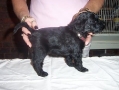 PearlAndSailorsMalePuppy03
