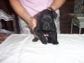PearlAndSailorsMalePuppy04