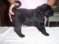 PearlAndSailorsMalePuppy05