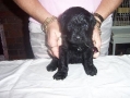 PearlAndSailorsMalePuppy06