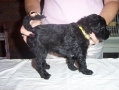 PearlAndSailorsMalePuppy07
