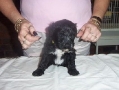 PearlAndSailorsMalePuppy08 PearlAndSailorsMalePuppy08