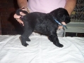 PearlAndSailorsMalePuppy09