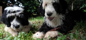 Puppies