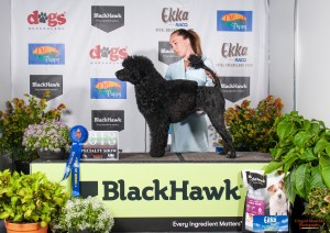 Abwaj Our River Runs Deep Queensland Show Best of Breed 2018