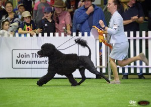 Abwaj Our River Runs Deep Queensland Show Best of Breed Our