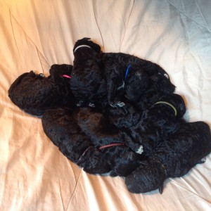 New Puppies
